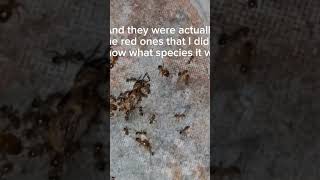 big headed ant colony eating ants shorts viral antkeeping [upl. by Raimund40]