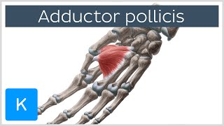 Adductor Pollicis Muscle  Origin amp Function  Human Anatomy  Kenhub [upl. by Dewain185]