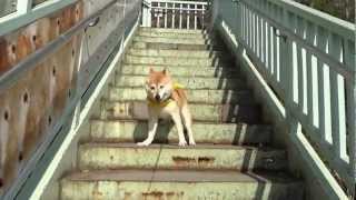 自衛隊・演習の大砲音！散歩中の柴犬まいった shiba inu 動画 ﾄﾞﾝ [upl. by Aciras]