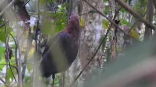 Rufescent tiger heron [upl. by Wynne489]