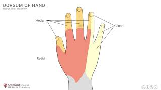 Anatomy of the Upper Limb Dorsum of Hand [upl. by Noedig]