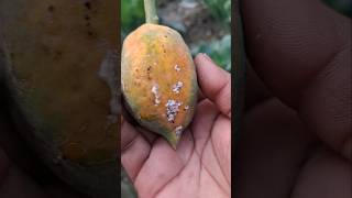 Papaya papaya gardening homegarden ytshort yt ytshorts santrampaljimaharaj subscribe garden [upl. by Miguela]