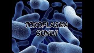 TOXOPLASMA [upl. by Conlen]