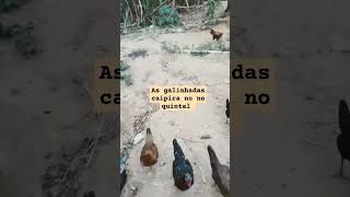 Fartura de galinha caipira capoeirashortsvideo [upl. by Lari]