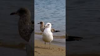 🤍 Ring billed gull bird 🤍 [upl. by Safier301]