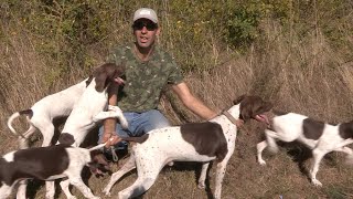 Lovački psi  Odgajivač poentera iz Golupca  Hunting dogs  English Pointers brownwhite [upl. by Norval331]