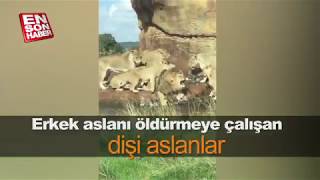 Erkek aslanı öldürmeye çalışan dişi aslanlar [upl. by Analaf]