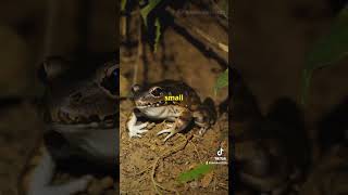 Britains 10 Rarest Animals Part 4 Natterjack Toad 🐸 explore trending viralvideo foryou sub [upl. by Adolf]