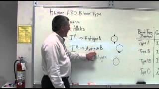 Codominance and Multiple Alleles [upl. by Adnamaa]