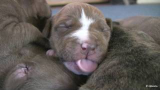 Mias 2 Week Old Pit Bull Puppies in HD [upl. by Gustin804]