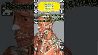 Anatomy  Omohyoid muscle Part  2 medical 3d anatomy head neck muscles shorts [upl. by Krall795]