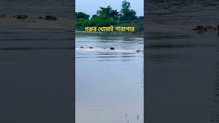 automobile rabbanimedia viralvideo গরু গরুরনদীপারাপার খোয়াইনদী [upl. by Eibrab]