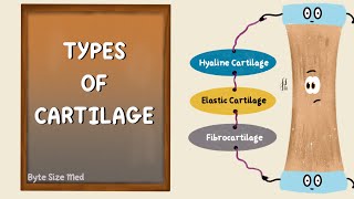 Structure and Types of Cartilage  Hyaline  Elastic  Fibrocartilage  Connective Tissue Histology [upl. by Adnawed756]