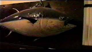 Charlie the Tuna  The Liverpool Documentary 1997 [upl. by Nylareg873]