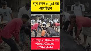 Mpd in buffalo Dr Brajesh Kumarshorts viral [upl. by Hedgcock]