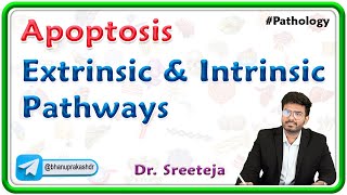 3 Apoptosis Extrinsic and Intrinsic Pathways  USMLE Step 1 [upl. by Alak979]