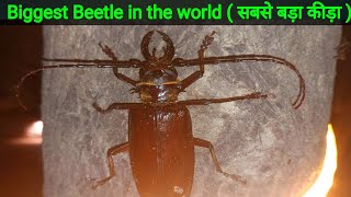 Biggest Beetle in the World I Largest beetle in the world Flies I Titan Beetle Biggest Beetle I Bugs [upl. by Hillel]