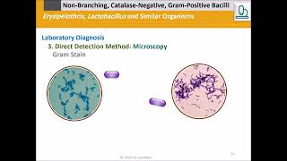 Erysipelothrix rhusiopathiae and Lactobacillus Gram Bacilli Catalase [upl. by Eiger]