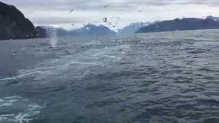 Humpback Whales Feeding [upl. by Ycniuqed]