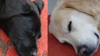 2 months old black Labrador puppy plays with adult Golden Retriever [upl. by Landers]