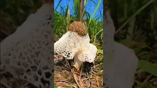 Fascinating Lady Mushroom That Hibernates When Disturbed explorakaimes nature [upl. by Ecnatsnok]