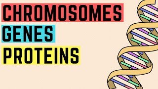 IGCSE BIOLOGY REVISION Syllabus 17  Chromosomes Genes Proteins [upl. by Leahpar]