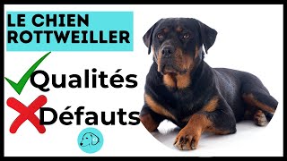 TOUT SAVOIR SUR LE CHIEN ROTTWEILLER 👉Caractère  Qualités  Défauts [upl. by Etnaled]