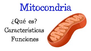 🌐 ¿Qué es la Mitocondria 💥 Funciones Fácil y Rápido  BIOLOGÍA [upl. by Bria647]