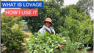 LOVAGE aka “MAGGI PLANT” [upl. by Acinorehs]