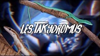 LES TAKYDROMUS  CHRONOSAURUS 5 [upl. by Gimble]