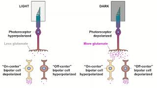 Receptive Fields and ONOFF Center Bipolar Cells [upl. by Nevram]