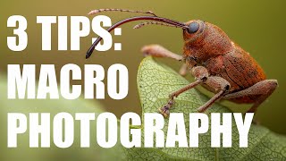 3 Tips to take Your Macro Photography to the Next Level [upl. by Gnuy]