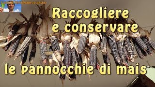 Come raccogliere e conservare le pannocchie di mais granoturco gran turco granturco grano bio orto [upl. by Acissehc]