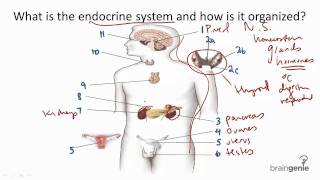 82 Endocrine System Structure and Function [upl. by Htebazile]