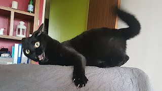 FUNNY CATS make you will remember and LAUGH all day 😂Funny Cats Videos 2024 [upl. by Enyleuqcaj]