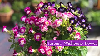 How to grow amp care Torenia Wishbone flower multi coloured Torenias [upl. by Ahcrop]