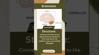 Brainstem  marvelous brain  neuroscience shorts [upl. by Robaina547]