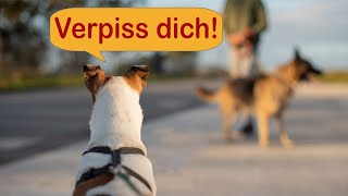 🌞Hundebegegnungen trainieren  Stress mit Artgenossen [upl. by Ver960]