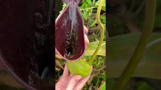 Giant Nepenthes lowii pitcher [upl. by Lien]