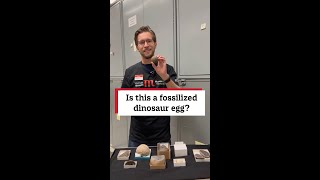 Is this a fossilized dinosaur egg [upl. by Castora]