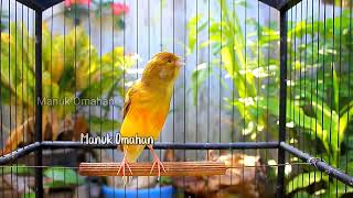 Canary song for mating training of beautiful Belgian canaries 142 [upl. by Barthelemy]