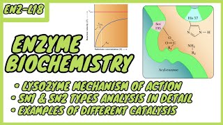 Lysozyme  Mechanism of Action  SN1 amp SN2 types  Enzyme Biochemistry  EnzL  in UrduHindi [upl. by Hooker]