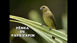 CANTO DE FÊMEA PARA ESQUENTAR PAPA CAPIM [upl. by Ihel64]