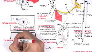 Anatomy  Eye Overview [upl. by Ennelram245]