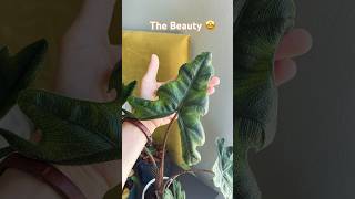 Alocasia Jacklyn  Planted Mind  shorts [upl. by Annayad413]