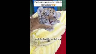 Tiger Cub rescued and raised by kind people 😍😍 [upl. by Kiefer]