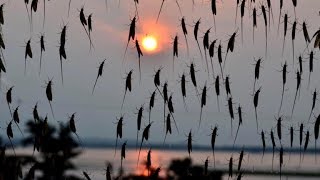 Why Wisconsin wants to bring back mayflies [upl. by Asir]