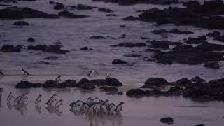 Penguin Parade General Viewing on Phillip Island [upl. by Divadnoj]