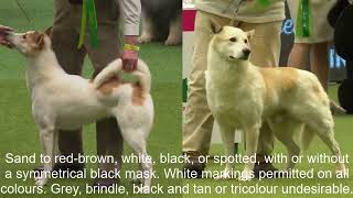 Breed StandardsCANAAN DOG [upl. by Cacie]