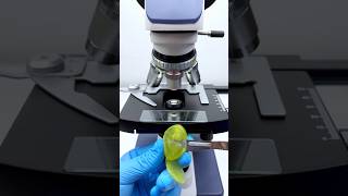 Grapes In Microscope 400x Zoom shorts youtubeshorts shortvideo short ytshorts shortsvideo [upl. by Waltner868]